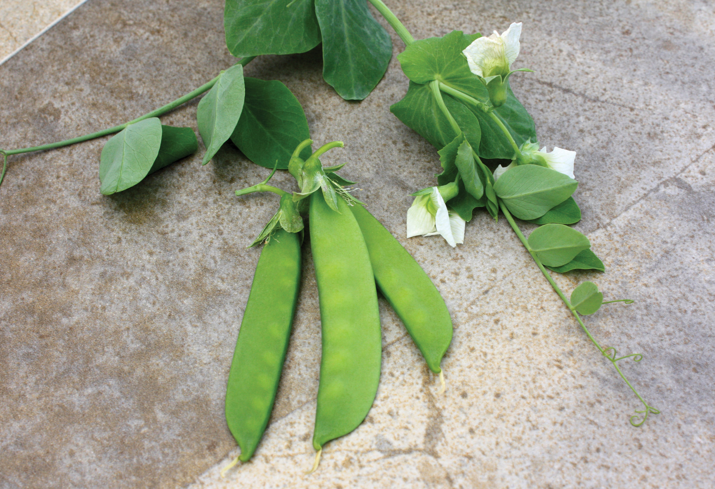 Little SnowPea White, Pea Seeds Urban Farmer